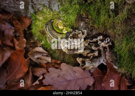 Due funghi diversi che crescono sulla base di un albero coperto di muschio nella foresta di Palatinato in Germania in un giorno di autunno. Foto Stock