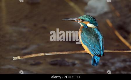 Kingfisher seduto su stelo di canna Foto Stock