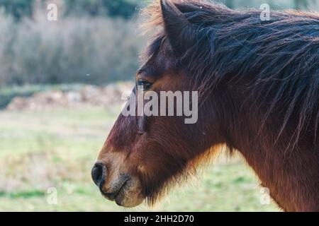 Vista ravvicinata della faccia di un cavallo marrone all'aperto Foto Stock