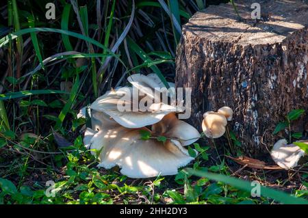 Sydney Australia, funghi che crescono su ceppo di albero Foto Stock