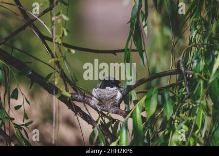 Un uccello Willie Wagtail seduto sul suo nido. Foto Stock