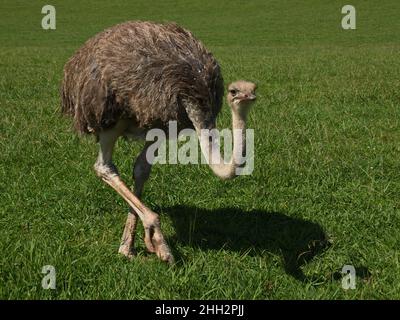 Struzzo nel parco naturale Cabarceno vicino Santander, provincia Pas-Miera in Spagna Foto Stock