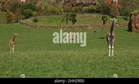 Giraffe nel parco naturale Cabarceno vicino Santander, provincia Pas-Miera in Spagna Foto Stock