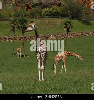 Giraffe nel parco naturale Cabarceno vicino Santander, provincia Pas-Miera in Spagna Foto Stock