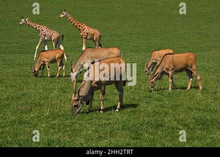 Antilopi e giraffe Eland nel parco naturale Cabarceno vicino Santander, provincia Pas-Miera in Spagna Foto Stock