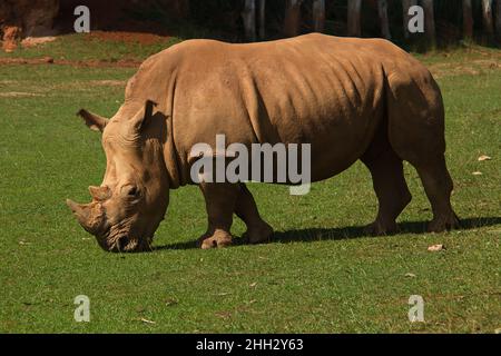 Rinoceronte nel parco naturale Cabarceno vicino Santander, provincia Pas-Miera in Spagna Foto Stock