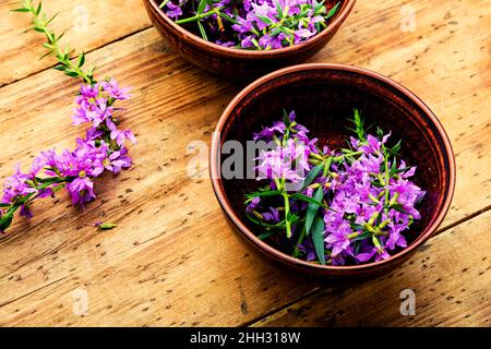 Ivan tè in un ciotola.fiore salice erba in medicina di erbe.medicativo fiore sally Foto Stock