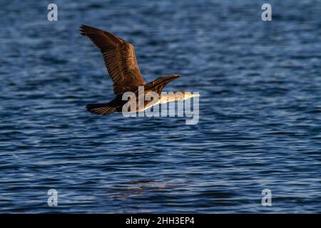 Grande cormorano (carbo Phalacrocorax) che vola sulle acque del lago la Albufera di Valencia Foto Stock
