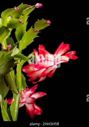 Closeup verticale di un fiore di cactus natalizio (lat: Schlumbergera) isolato su nero all'apertura F16. Foto Stock