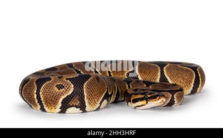 Baby Ballpython o Python Regius serpente, isolato su sfondo bianco. Incredibili colori quasi dorati e splendidi motivi. Foto Stock