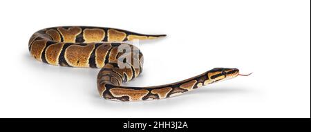 Baby Ballpython o Python Regius serpente, isolato su sfondo bianco. Incredibili colori quasi dorati e splendidi motivi. Linguetta verso l'esterno. Foto Stock