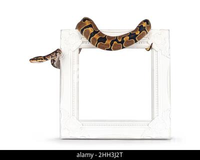 Baby Ballpython o Python Regius serpente, isolato su sfondo bianco. Incredibili colori quasi dorati e splendidi motivi. Hangin su bianco vuoto p Foto Stock