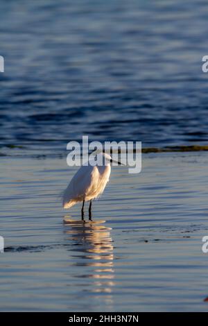 Piccola egretta (Egretta garzetta) che pesca nelle acque del lago la Albufera a Valencia Foto Stock