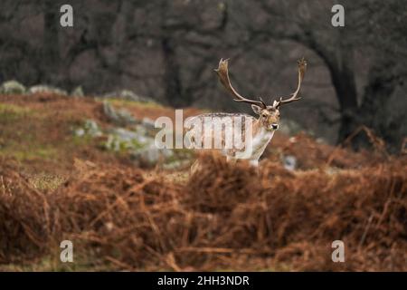 I cervi di favola al Bradgate Park di Leicester durante una mattinata fredda e nuvolosa. Data foto: Domenica 23 gennaio 2022. Foto Stock