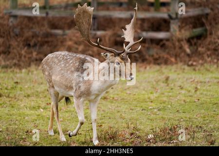 I cervi di favola al Bradgate Park di Leicester durante una mattinata fredda e nuvolosa. Data foto: Domenica 23 gennaio 2022. Foto Stock