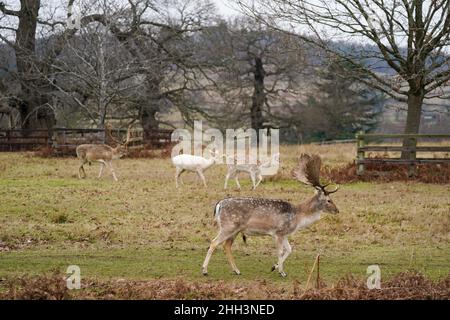 I cervi di favola al Bradgate Park di Leicester durante una mattinata fredda e nuvolosa. Data foto: Domenica 23 gennaio 2022. Foto Stock