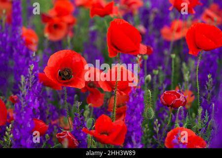 Papaveri selvatici (Papaver rhoeas) e la fucinatura larkspur (Consolida regalis) che fioriscono nel campo in giorno di sole - fuoco selettivo Foto Stock