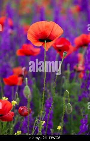 Papaveri selvatici (Papaver rhoeas) e la fucinatura larkspur (Consolida regalis) che fioriscono nel campo in giorno di sole - fuoco selettivo Foto Stock