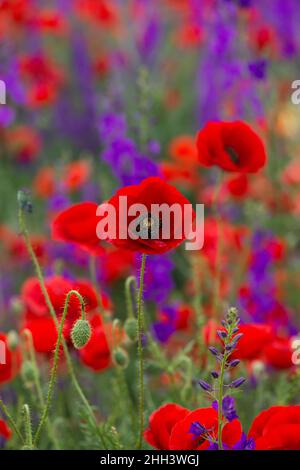 Papaveri selvatici (Papaver rhoeas) e la fucinatura larkspur (Consolida regalis) che fioriscono nel campo in giorno di sole - fuoco selettivo Foto Stock