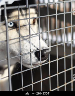 Naso di un cane Husky seduto in una gabbia Foto Stock