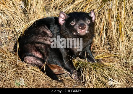 Diavolo della Tasmania che riposa in un'erba gialla. Sarcophilus harrisii Foto Stock