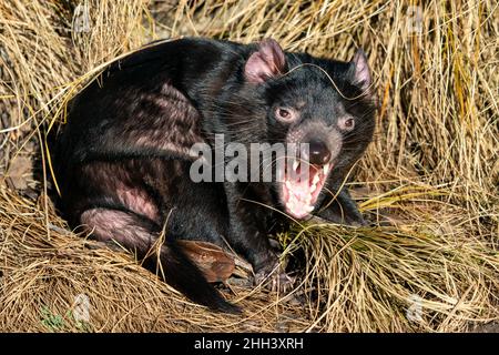 Diavolo della Tasmania in erba gialla con bocca aperta Sarcophilus harrisii Foto Stock