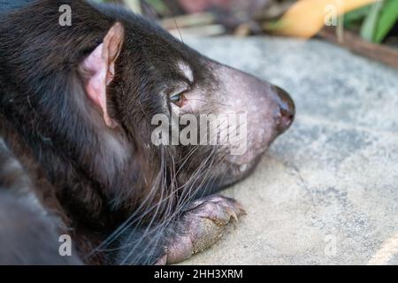 Primo piano testa del diavolo della Tasmania sulla roccia. Sarcophilus harrisii Foto Stock