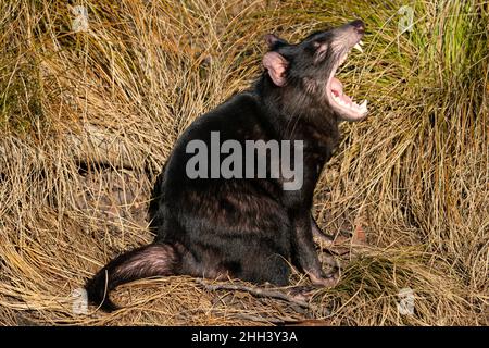 Diavolo della Tasmania in erba gialla con bocca aperta Sarcophilus harrisii Foto Stock