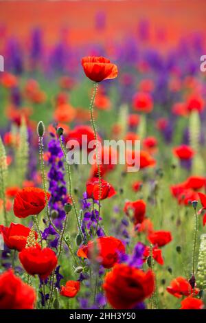 Papaveri selvatici (Papaver rhoeas) e la fucinatura larkspur (Consolida regalis) che fioriscono nel campo in giorno di sole - fuoco selettivo Foto Stock