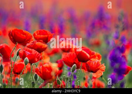 Papaveri selvatici (Papaver rhoeas) e la fucinatura larkspur (Consolida regalis) che fioriscono nel campo in giorno di sole - fuoco selettivo Foto Stock