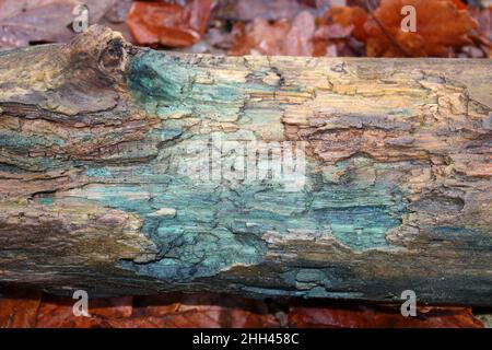 Colorazione in verde di legno marcescente associato con verde Elfcup funghi Chlorociboria aeruginascens Foto Stock