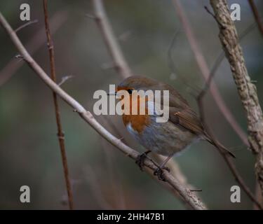 Robin redbreast Erithacus rubecula sul ramo d'inverno Yorkshire Regno Unito Foto Stock