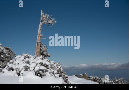 Paesaggio invernale in montagne innevate. Ghiacciato innevato solo abeti contro cielo blu. Foto Stock