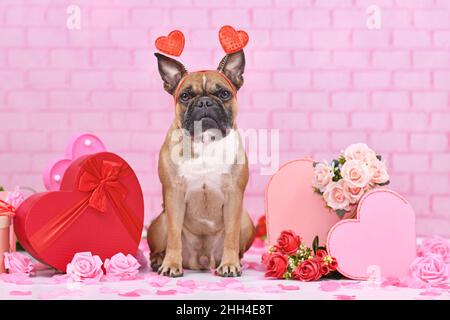 Cane di San Valentino. Bulldog francese con fascia a cuore circondata da decorazioni stagionali rosa e rossa come scatole regalo e fiori di rosa Foto Stock