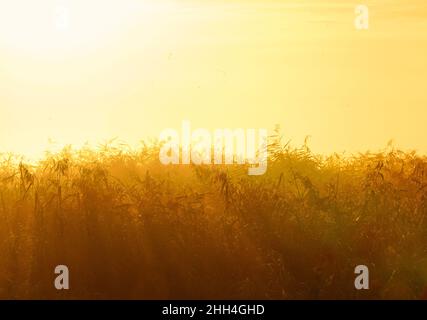 Paesaggio nel Meclemburgo-Vorpommern, Germania. Reed al mattino presto alla luce. Foto Stock