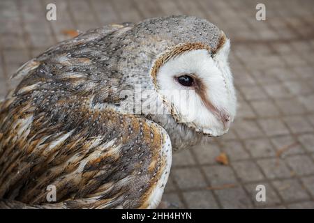 Gufi sono uccelli dell'Ordine Strigiformi, specie di uccelli prevalentemente solitari e notturni di preda, caratterizzati da una posizione eretta, testa larga. Foto Stock