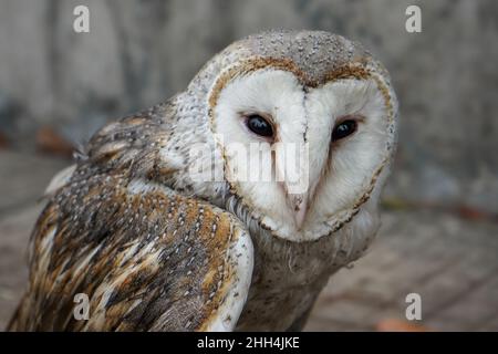 Gufi sono uccelli dell'Ordine Strigiformi, specie di uccelli prevalentemente solitari e notturni di preda, caratterizzati da una posizione eretta, testa larga. Foto Stock