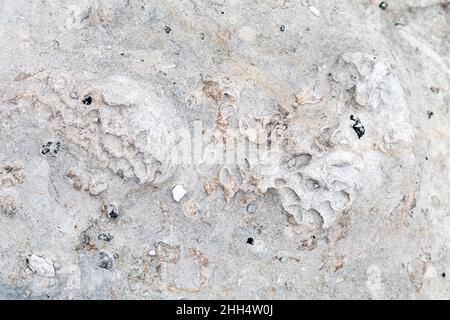 Exanthesis labrosus spugna fossile di mare in una roccia a Beachy Head, Eastbourne, Regno Unito Foto Stock