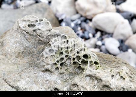 Fossili di spugna marina in una roccia a Beachy Head, Eastbourne, Regno Unito Foto Stock