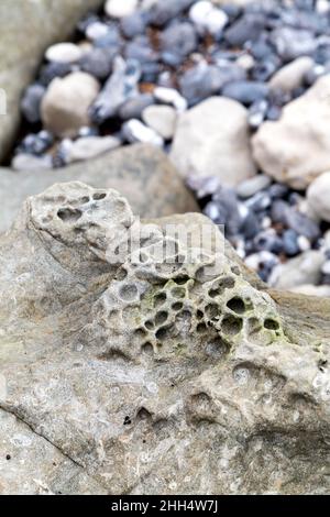 Fossili di spugna marina in una roccia a Beachy Head, Eastbourne, Regno Unito Foto Stock