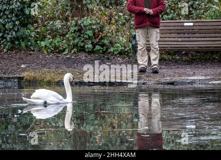 Gennaio 2022 Mowbrey Melton : alimentazione cigno durante i giorni più freddi del centro invernale stagno .Clifford Norton Alamy Foto Stock