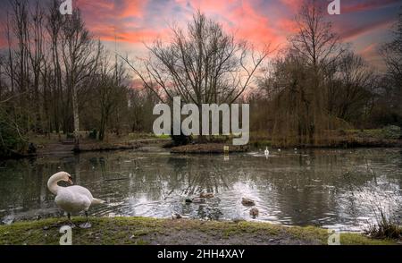 Gennaio 2022 Mowbrey Melton : alimentazione cigno durante i giorni più freddi del centro invernale stagno .Clifford Norton Alamy Foto Stock