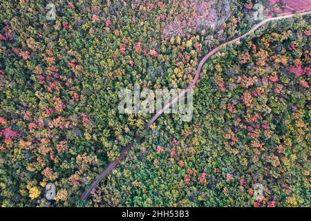 Vista aerea con droni della colorata foresta autunnale con strada tortuosa nella foresta pluviale tropicale al parco nazionale Foto Stock