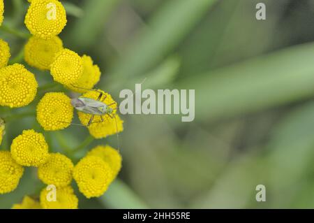 Capside di patate (Closterotomus norvegicus - Calocoris norvegicus) che si nutrono su un fiore di tansy in estate Belgio Foto Stock