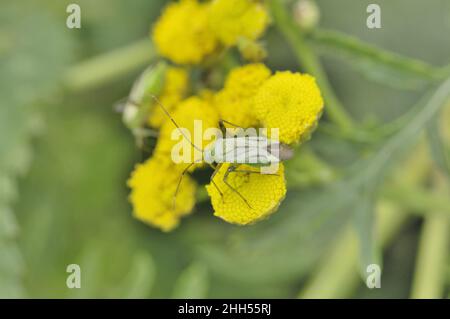 Capside di patate (Closterotomus norvegicus - Calocoris norvegicus) che si nutrono su un fiore di tansy in estate Belgio Foto Stock