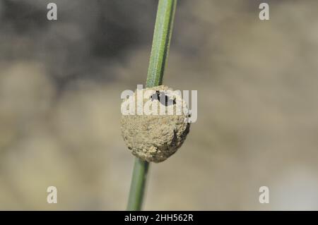 Vasino wasp - fango-wasp - Mason wasp (Eumenidae sp) nido a una cella di fango sulla lavanda (Lavendula officinalis) Provenza - Vaucluse - Francia Foto Stock