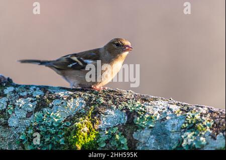 Femmina di Chaffinch comune, Fringilla coelebs in habitat Foto Stock