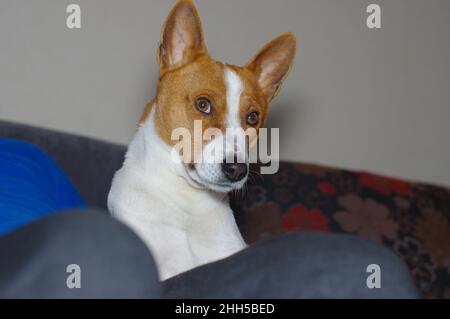 Ritratto al coperto di cane basenji anziano che riposa su master giri sul divano la sera Foto Stock