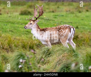 Deer matto maschio in campo nella stagione di caccia che mostra grandi corna nel suo ambiente e habitat circostante. Immagine cervi. Immagine. Foto Stock