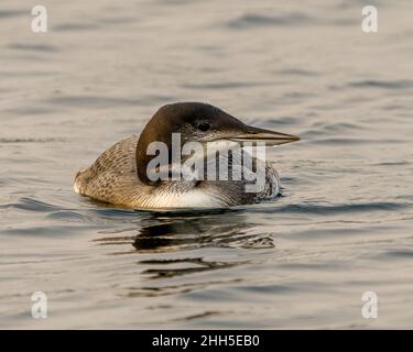 Comune Loon immaturo giovane uccello primo piano profilo di vista nuoto nel suo ambiente e habitat circostante, mostrando la sua crescente piuma palcoscenico. Foto Stock